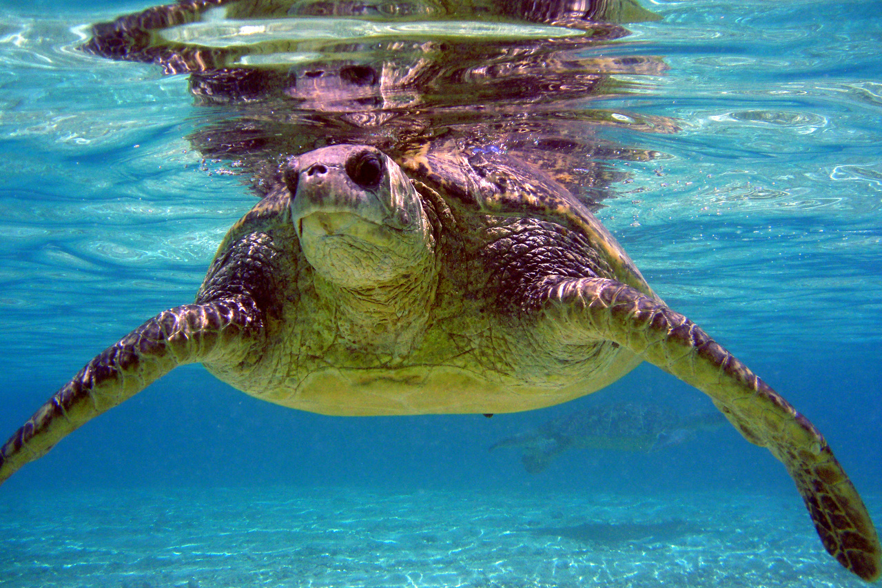 Men Fined For Capturing A Hawaiian Green Sea Turtle | NOAA Fisheries