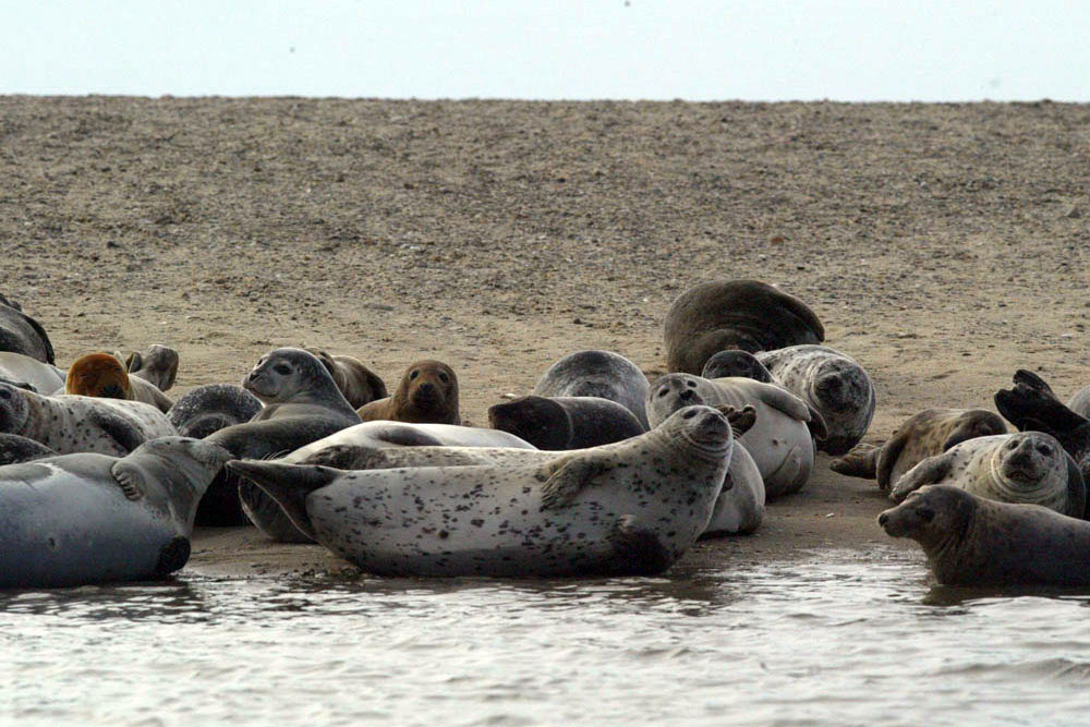https://www.fisheries.noaa.gov/s3/dam-migration/harbor-gray-seals2-fullsize.jpg