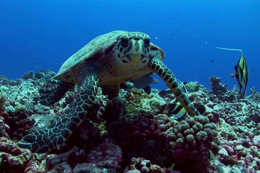 Hawaiian Hawksbill Turtles: One of the World's Most Endangered Sea ...