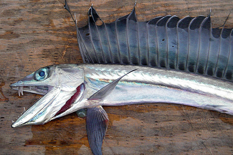 Trolling's Surprising Origins in Fishing - The Atlantic