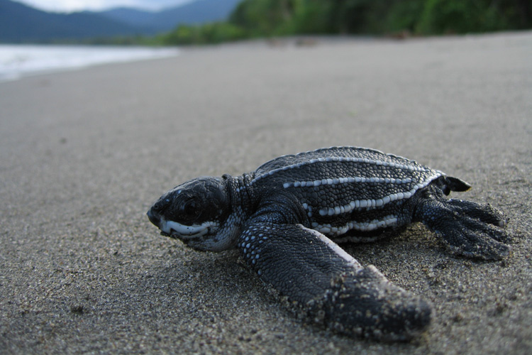 Turtle Species Spotlight: The Leatherback Sea Turtle - Fascinating Adaptations And Threats