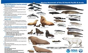 what animals are mammals in the ocean