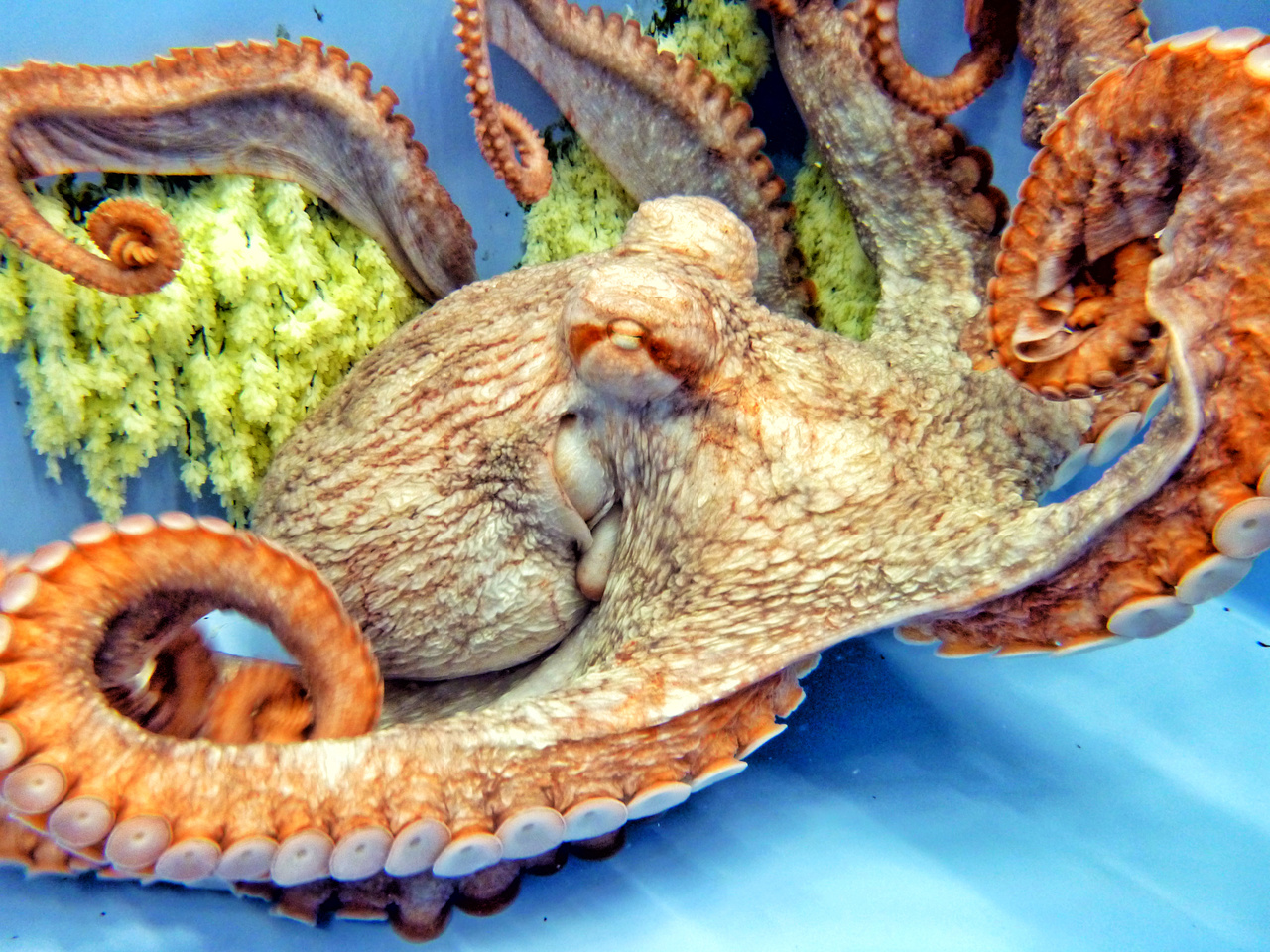 largest octopus ever caught
