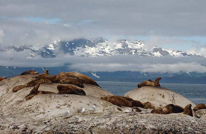 Steller Sea Lion | NOAA Fisheries