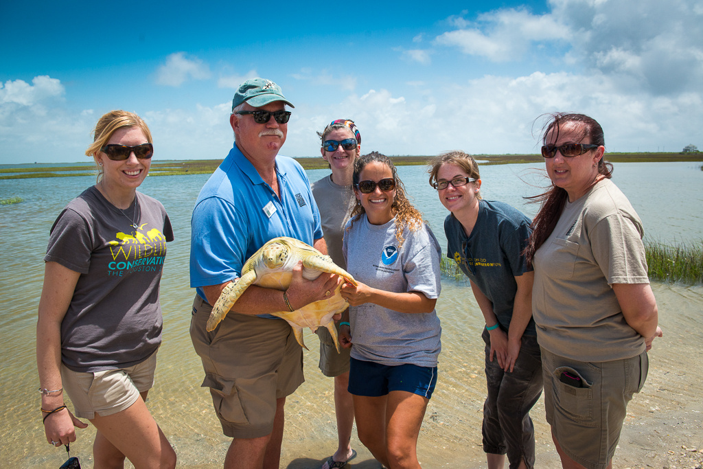 Sea Turtle Superheroes | NOAA Fisheries