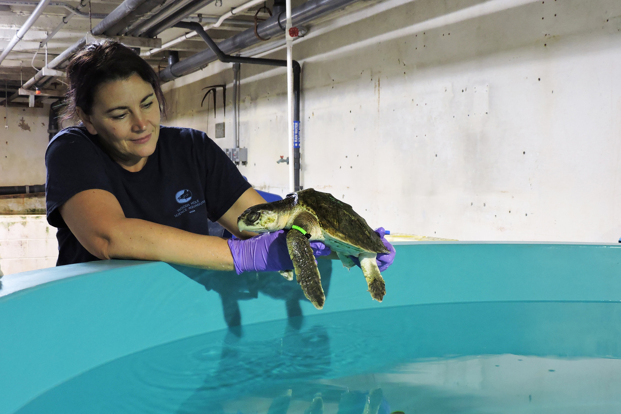 Michele Sims - Woods Hole Science Aquarium Vet | NOAA Fisheries