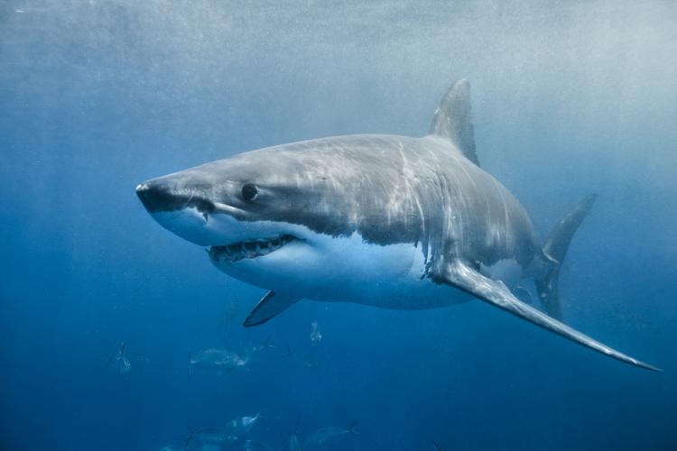 great white shark in shallow water