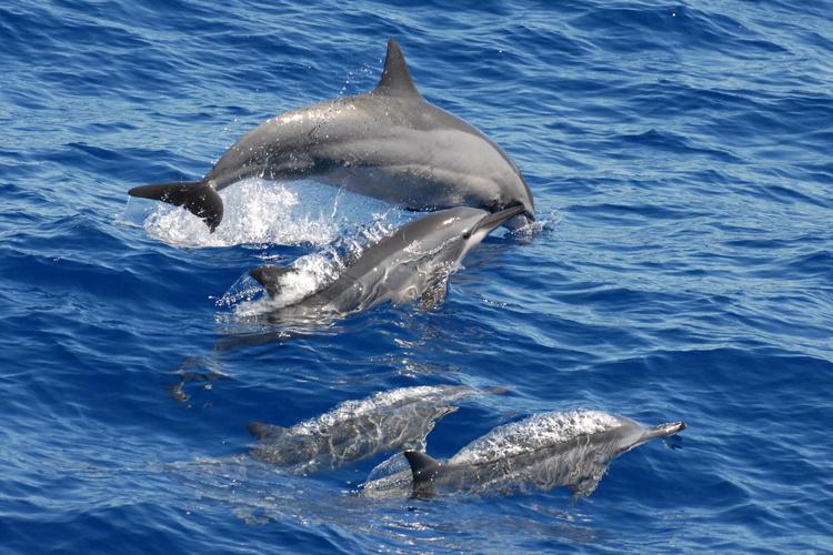 Dolphin NOAA Fisheries