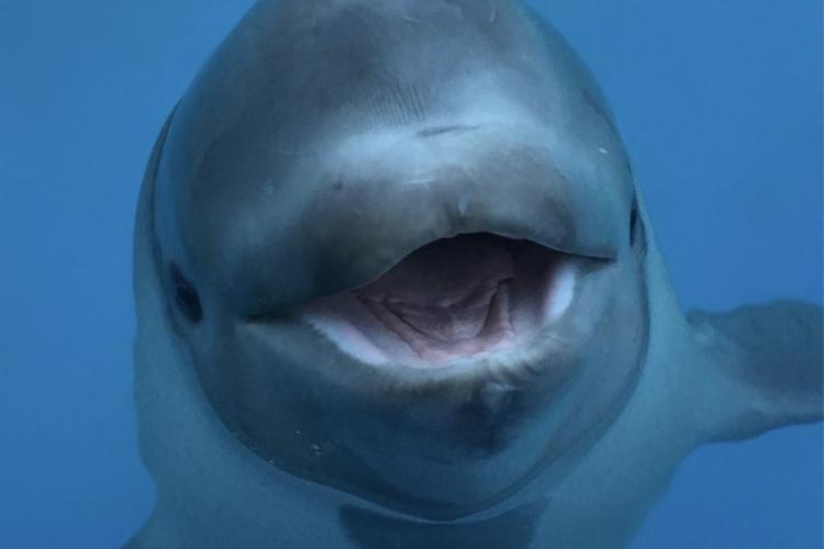 BABY BELUGA WAS SHOT IN HIS BACK! OMG! We are devastated right now