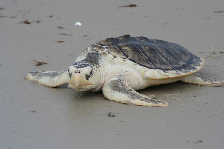 Are Kemp'S Ridley Sea Turtles Endangered  