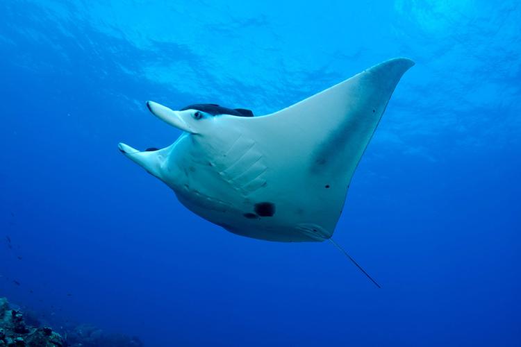 Just How Big Is a Manta Ray, and Are They Dangerous?