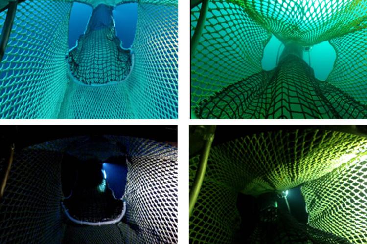 🐟 LuminOcean: Appât lumineux LED pour pêche parfaite !