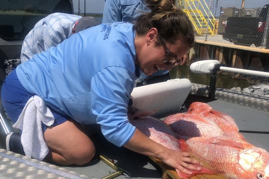 NOAA Fisheries signals a dead end for red snapper - CCA Florida
