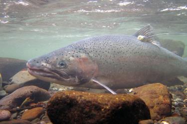 Salmon: A Keystone Species - Pacific Wild