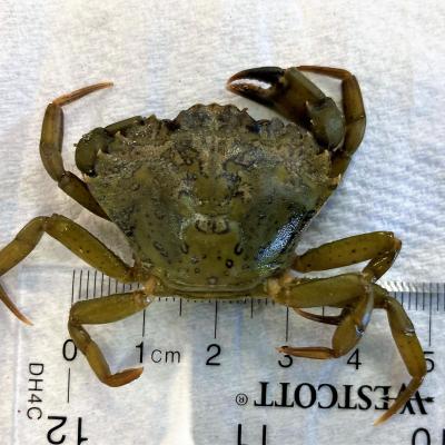 How seaweed-munching crabs could help save co