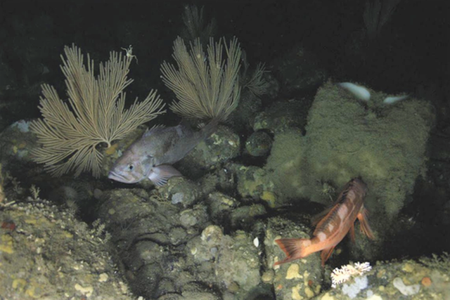 Discovering Deep-Sea Sponges in Alaska