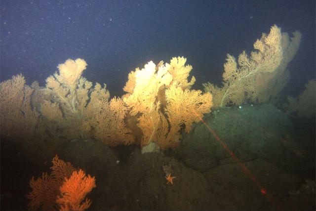 Deep-Sea Coral Research in Alaska | NOAA Fisheries