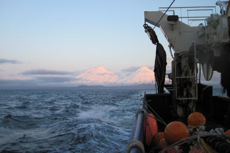 Sea Sponges – Alaska Salt Co.