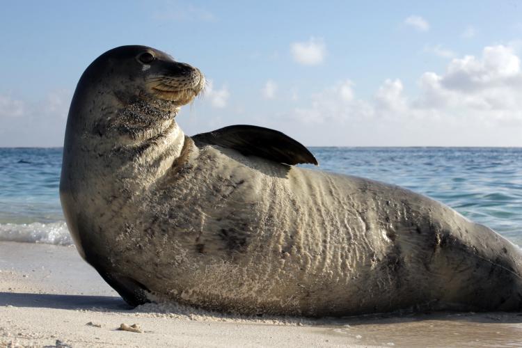 What's the difference between seals and seal lions?