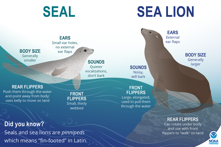 6 Types of Seals & Sea Lions in California! (2023) - Bird Watching HQ