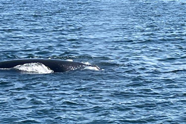 A Hero for Marine Life: Honoring Dr. Charles “Stormy” Mayo | NOAA Fisheries