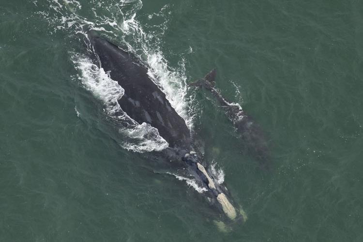 North Atlantic Right Whale Calving Season 2024 | NOAA Fisheries