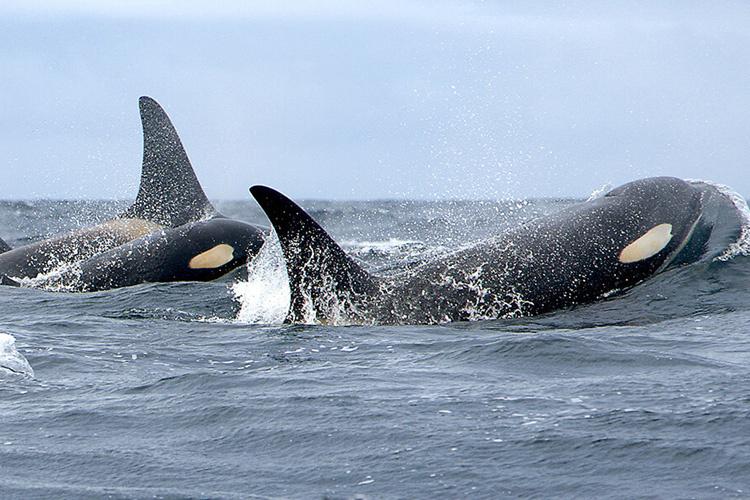 Orcas (Killer whales)
