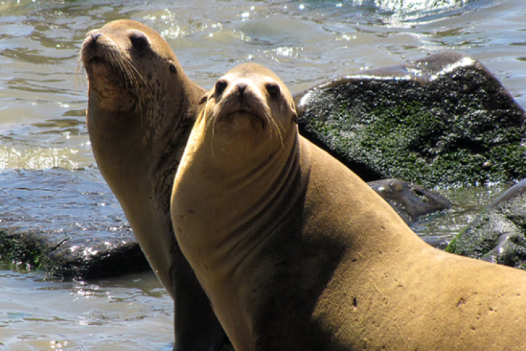 About California sea lions