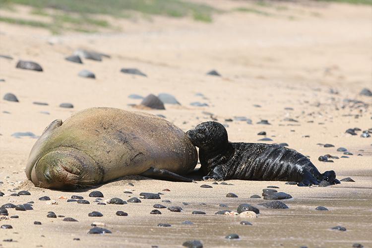 Frequently Asked Questions About Hawaiian Monk Seals and Pup Areas ...