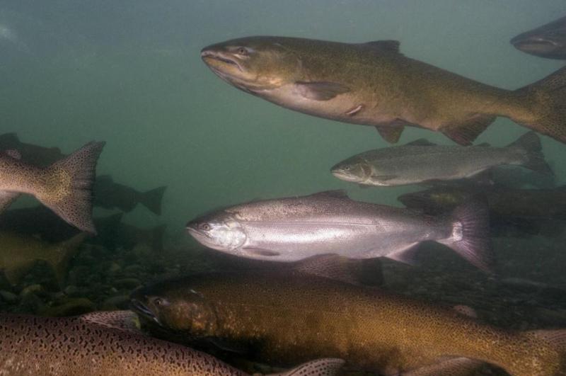 Task Force will study declines in Alaska salmon populations