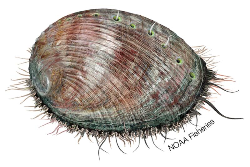 What Is Abalone?