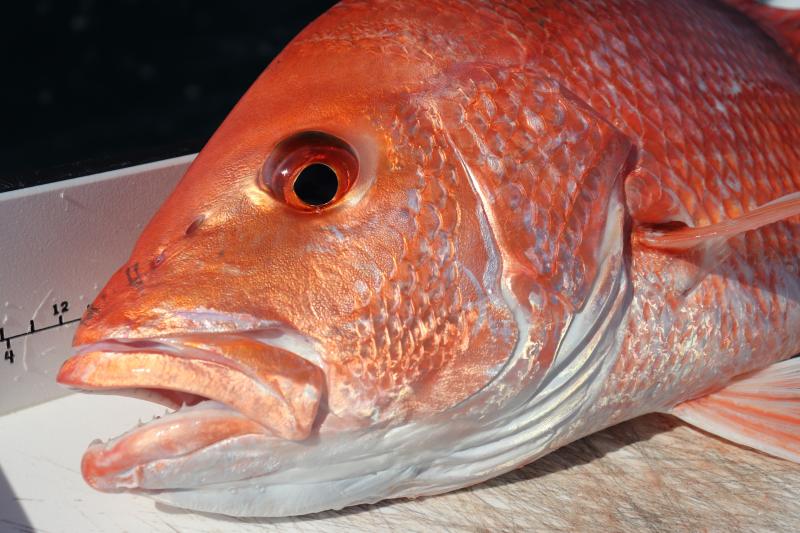 https://www.fisheries.noaa.gov/s3/styles/original/s3/2021-03/750x500-red-snapper-Center-for-Sportfish-Science-Conservation.jpg?itok=1pAGwEri