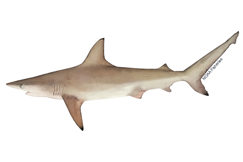 Atlantic Blacktip Shark