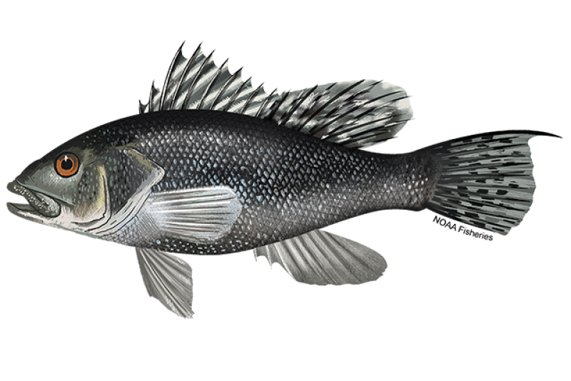 Black Sea Bass  NOAA Fisheries