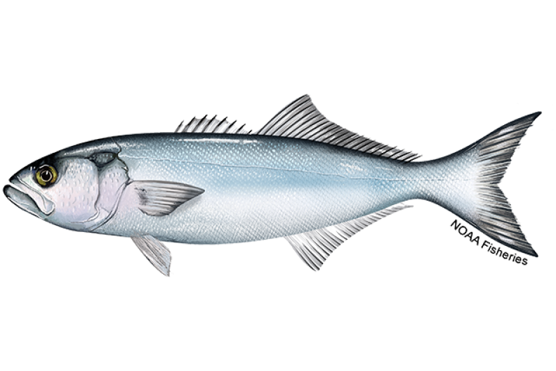 Bluefish  NOAA Fisheries