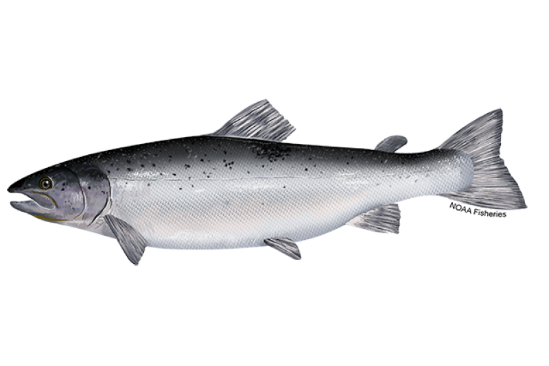 Wild Alaska Salmon  Local Salmon From Alaska, United States of