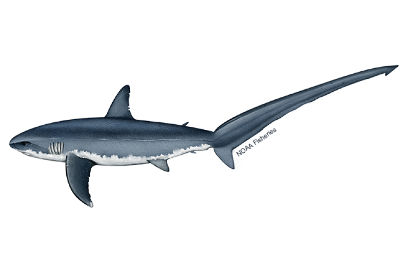 Atlantic Common Thresher Shark