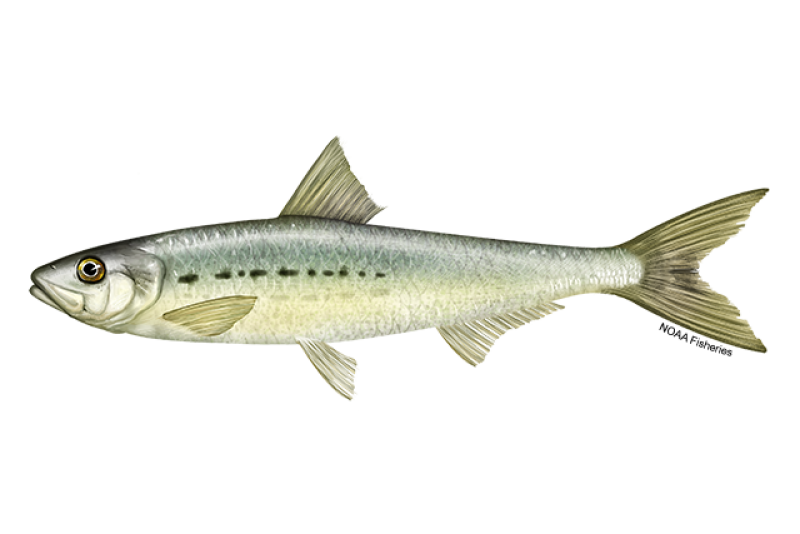 Pacific Sardine