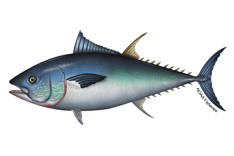 Interesting Facts About Pacific Bluefin Tuna - Bluefiná, Inc.