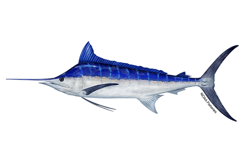 Pacific Blue Marlin