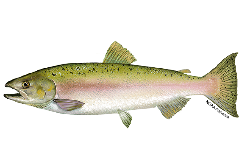 Pink Salmon  NOAA Fisheries