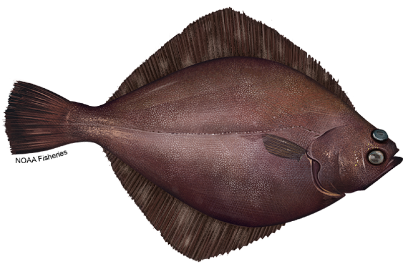 Types of Flatfish: the Complete Guide