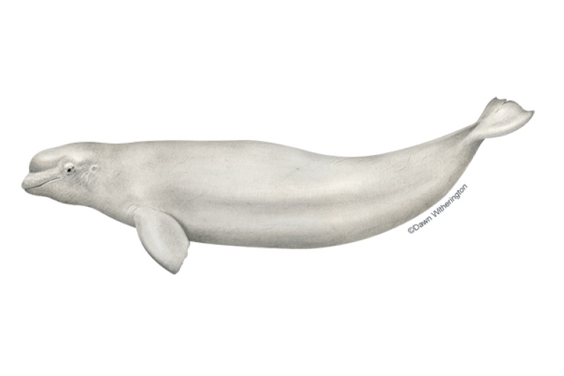 Identification of a Novel Coronavirus from a Beluga Whale by Using