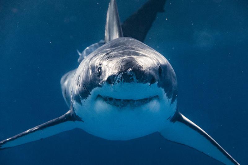 Fascinating Shark Facts