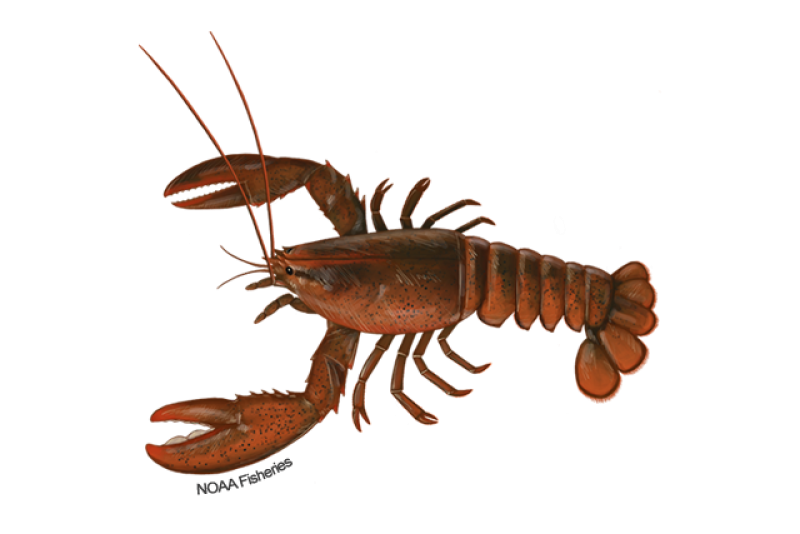 https://www.fisheries.noaa.gov/s3/styles/original/s3/2023-11/640x427-American-Lobster-NOAAFisheries.png?itok=hA0_wW-p