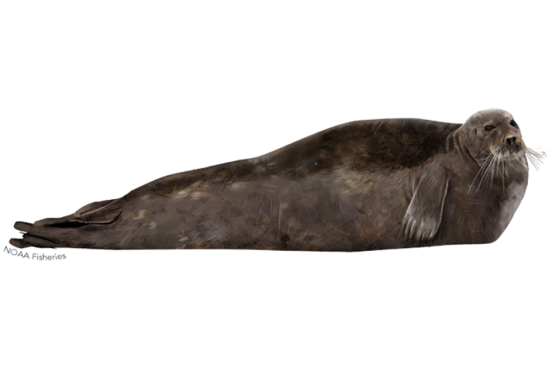 Bearded Seal  NOAA Fisheries