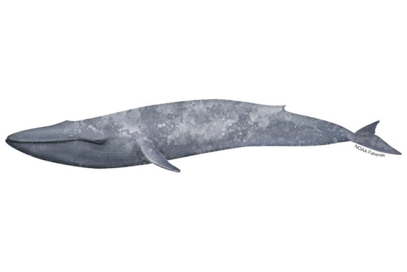 Blue Whale  NOAA Fisheries