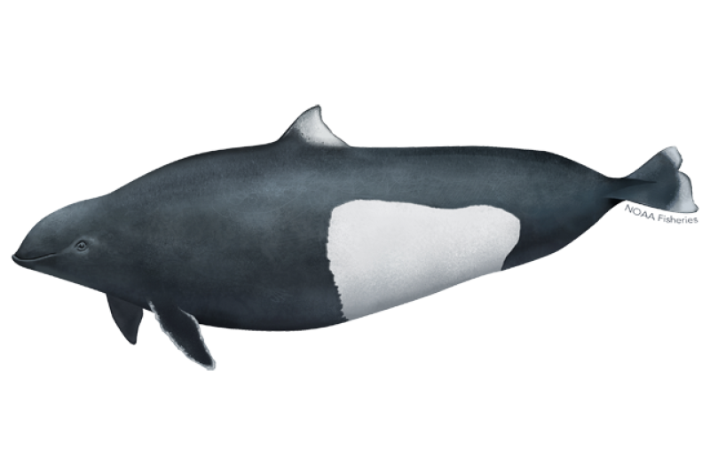 Beluga Whale  NOAA Fisheries