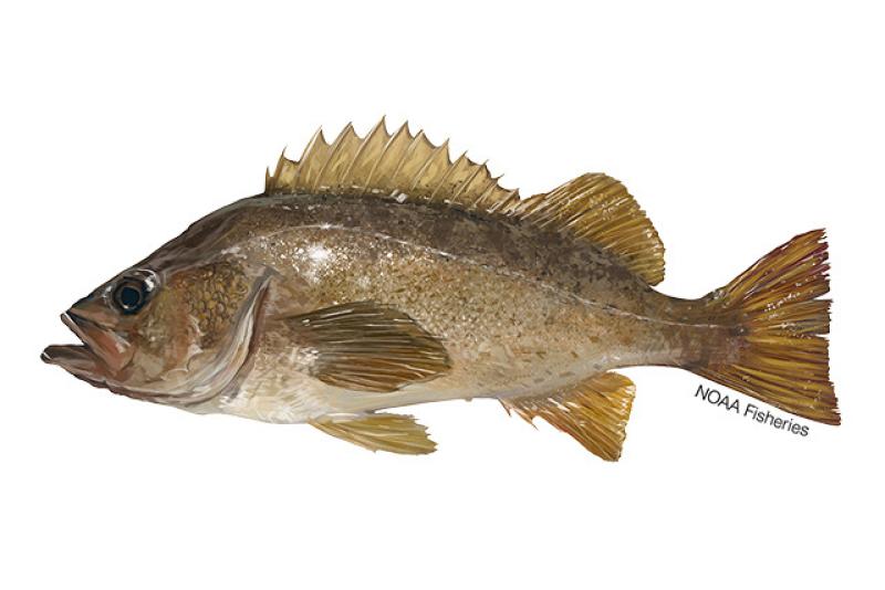 Bank Rockfish  Mexican Fish.com