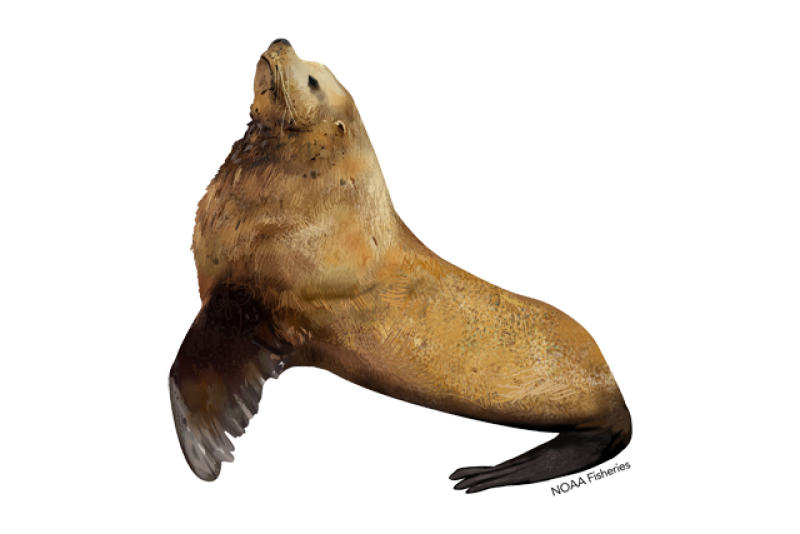 3D model Baby Sea Lion T-Pose